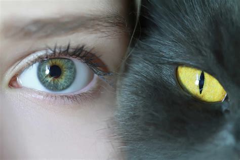 cat eyes human